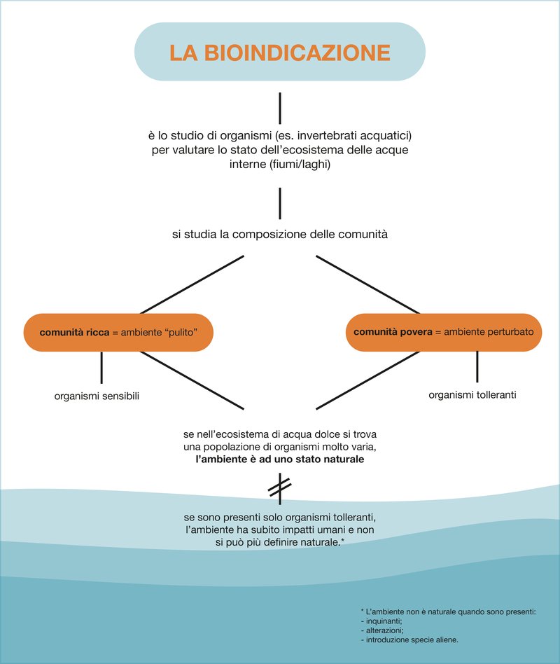 biondicazione infografica